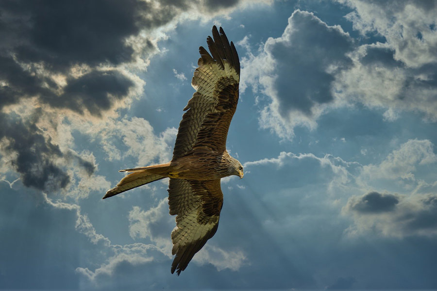 Dramatic clouds hunter bird