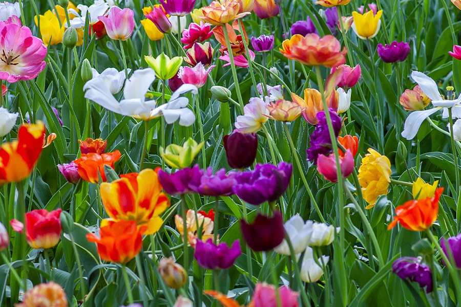 Assorted color flowers