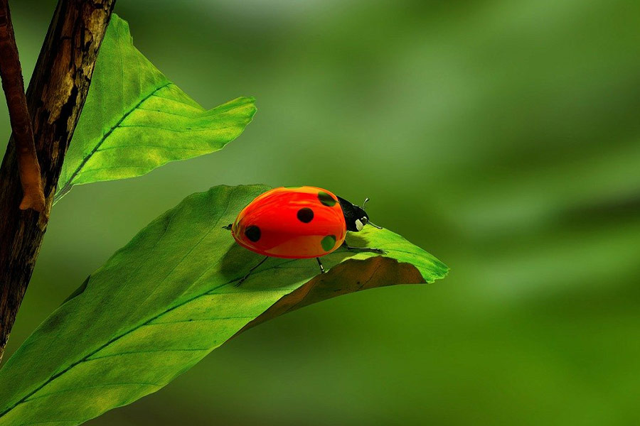 Ladybug insect