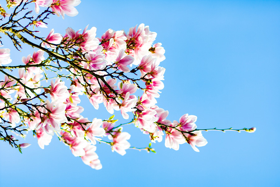 Beautiful white pink petaled flower