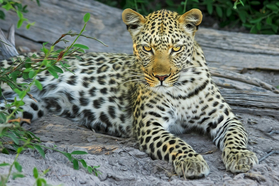 Leopard big wild cat Botswana Afrika