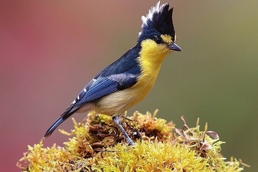 Ave feathers plumage