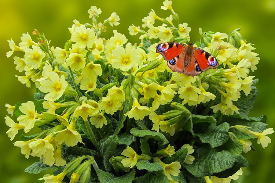 Butterfly nature garden flowers