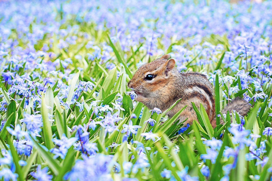 Chipmunk animal spring field meadow flowers