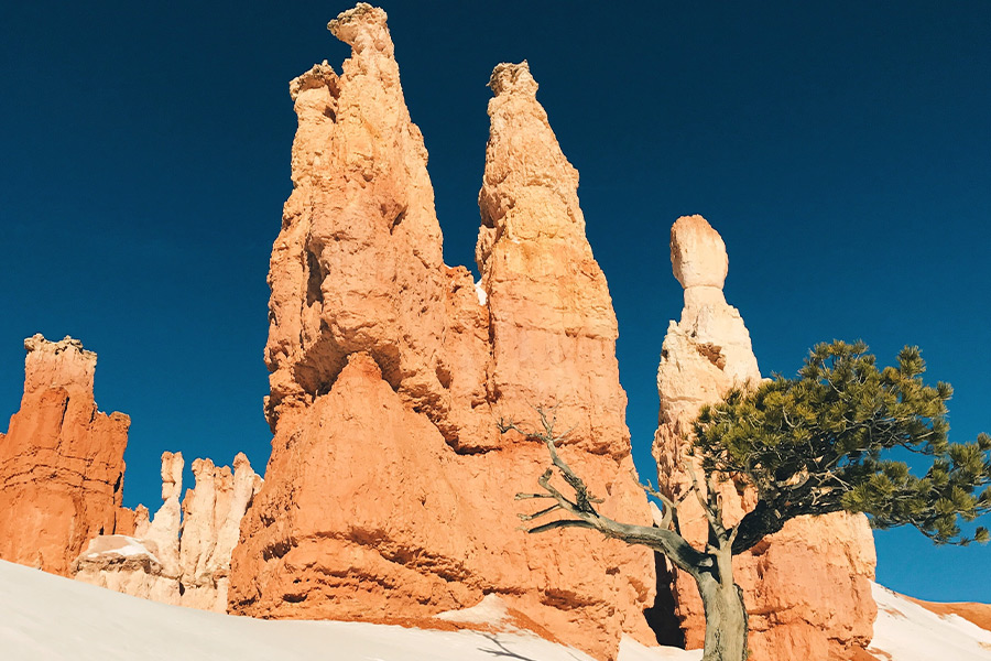 Low angle brown cliff tree Bryce Canyon national park