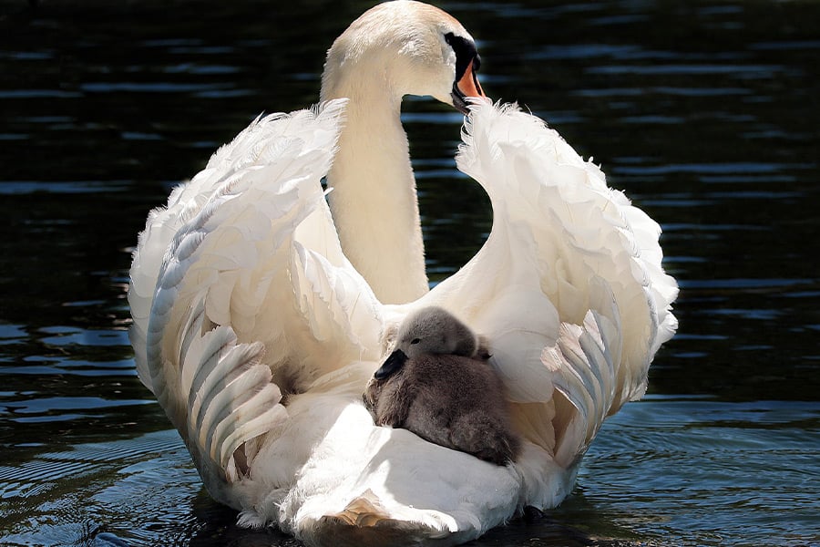 Mother swan love