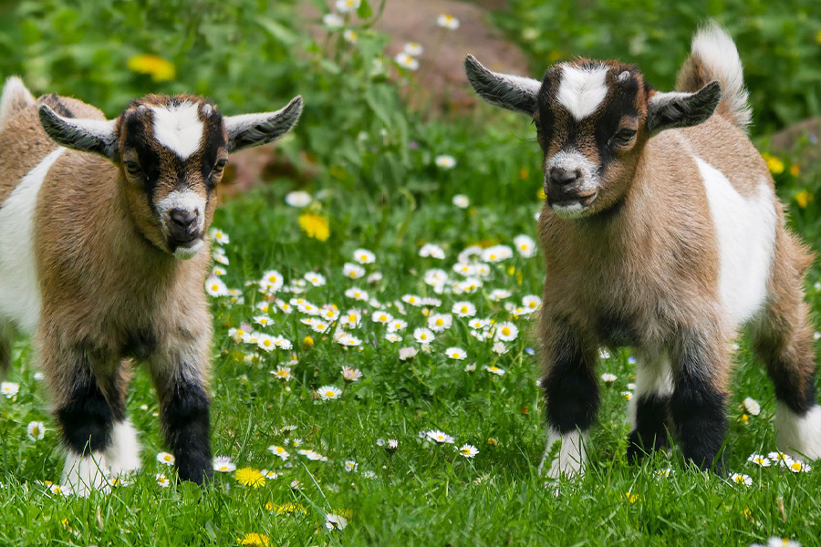 Baby goats