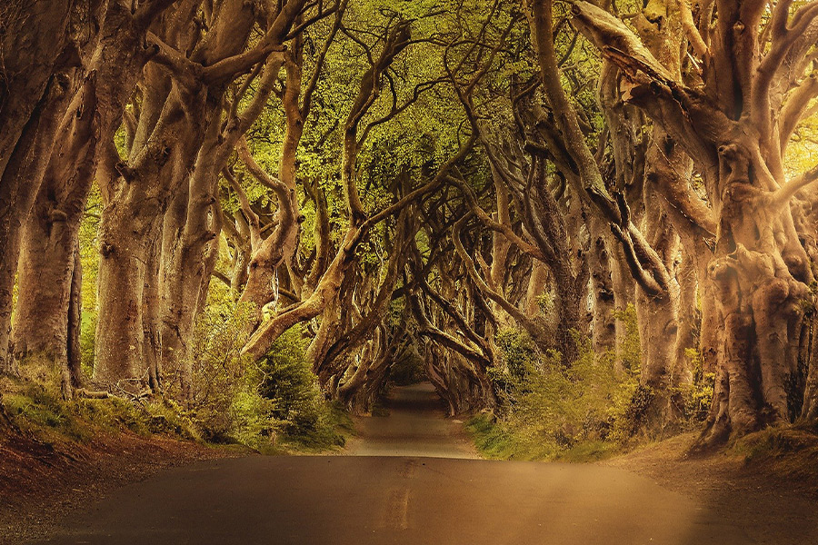 The dark hedges avenue trees