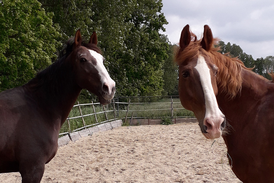 Two horses enjoy the outdoors