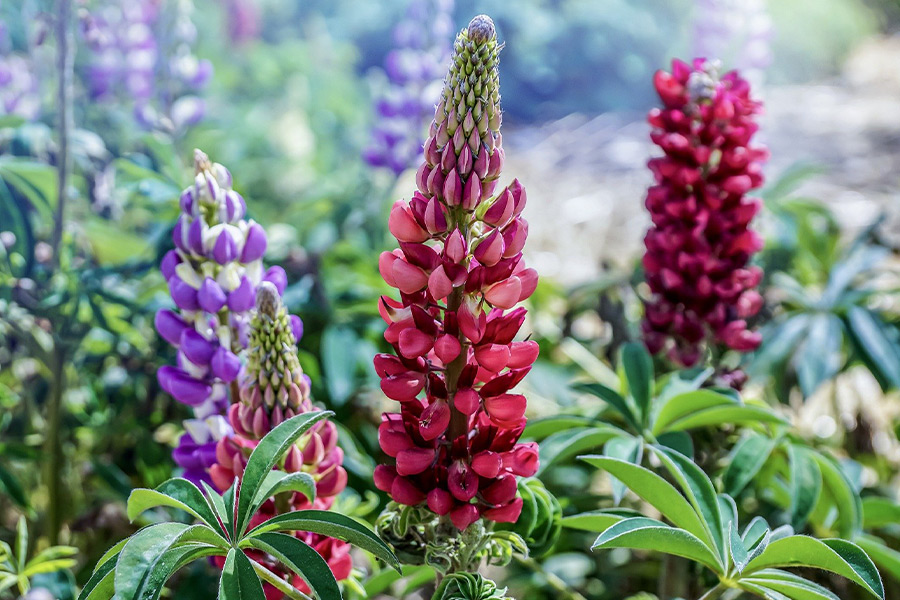 Lupins flower garden