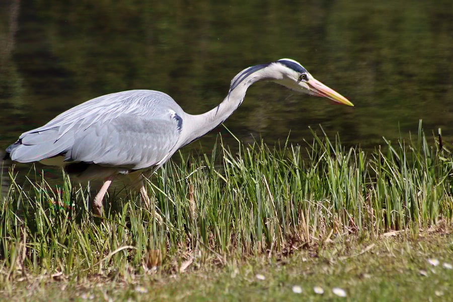 Heron grey bill
