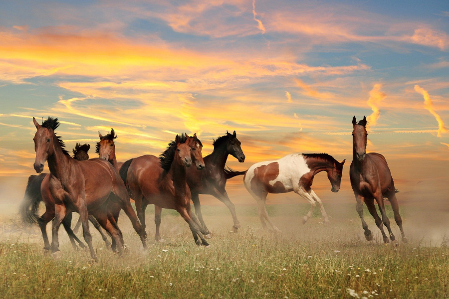 Landscape horses sky