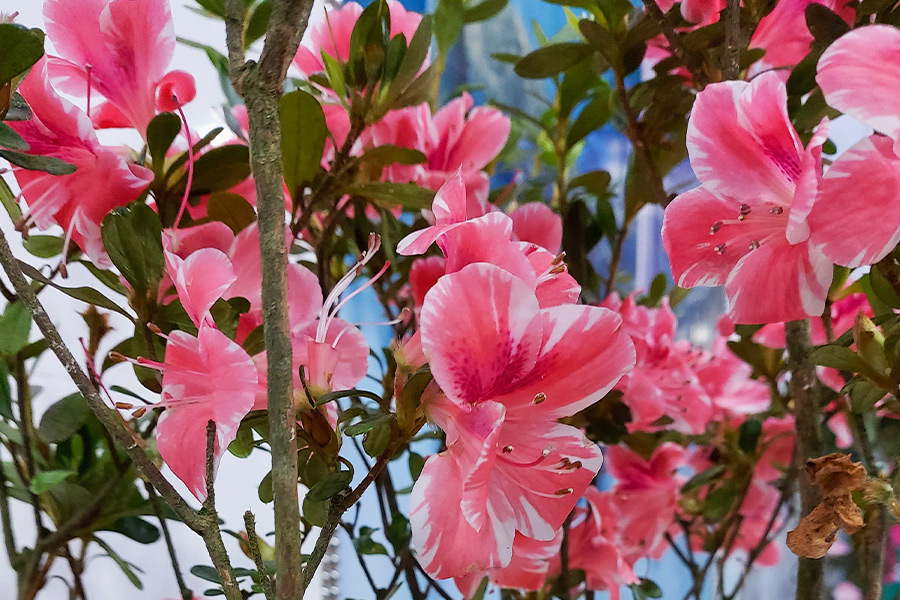 Pink blooming hibiscus