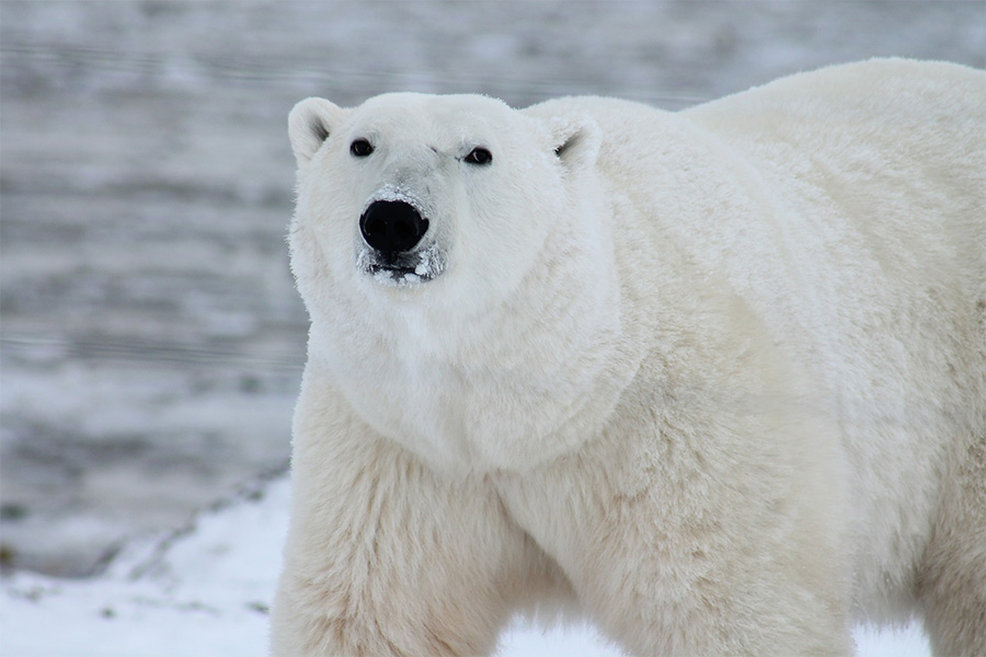 Polar bear arctic wildlife