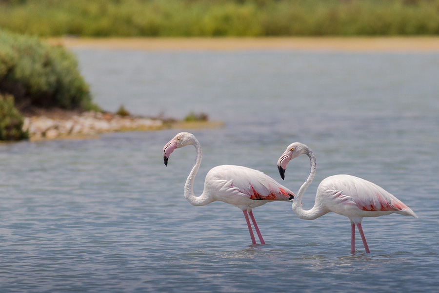 Flamingo birds puzzle