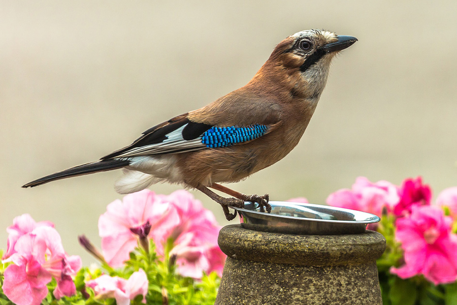 Brown and blue bird