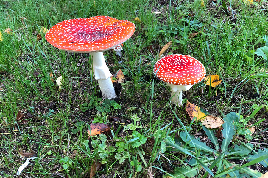 Red and white mushrooms