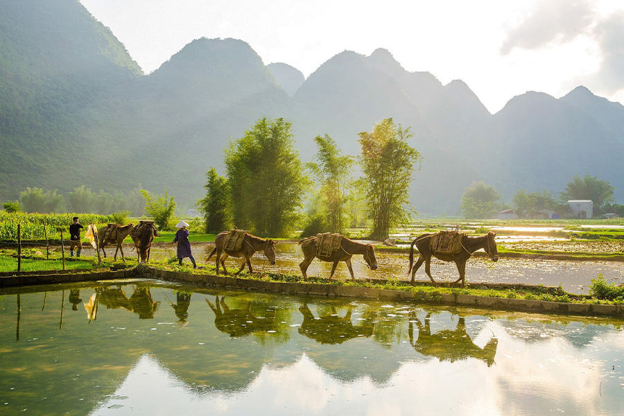 Farmers in rice field