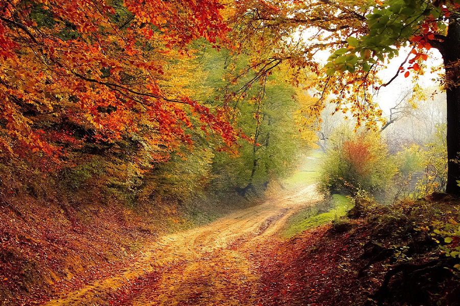 Forest road in autumn