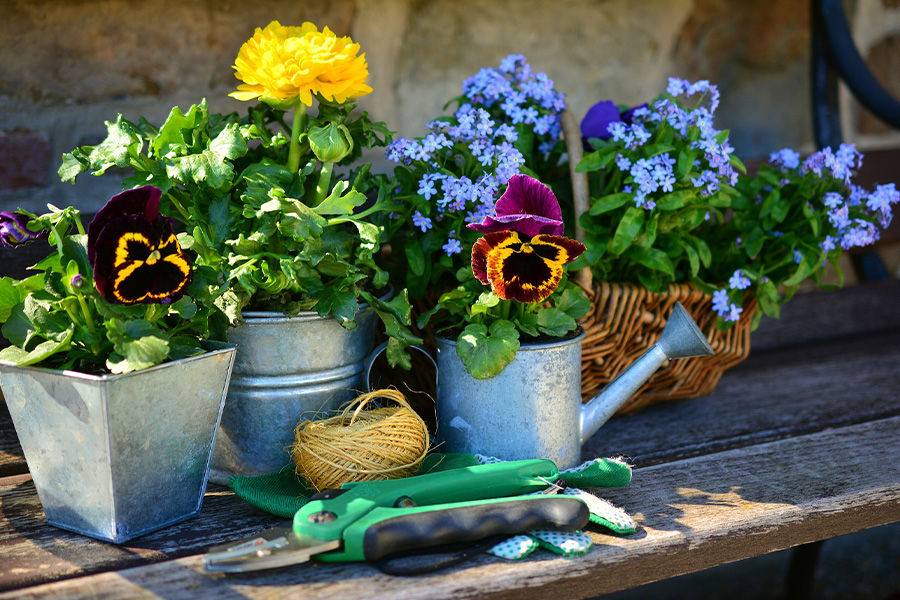 Gardening plants and flowers