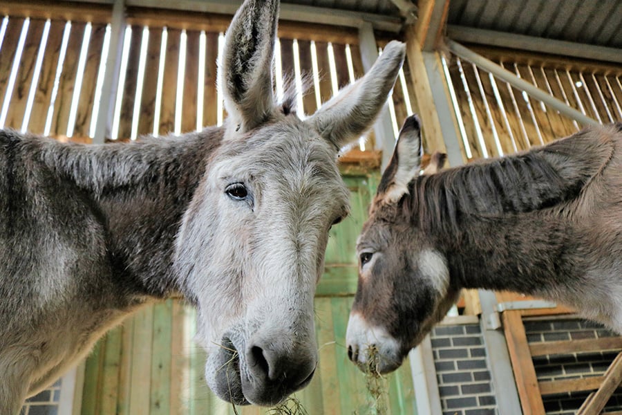 Two donkeys eating grass