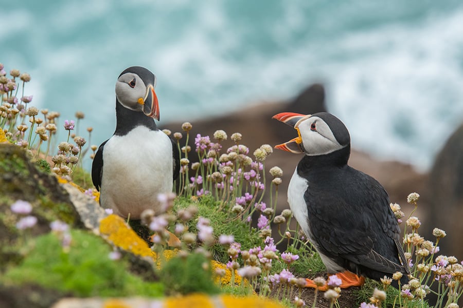 Puffin talk on saltee island