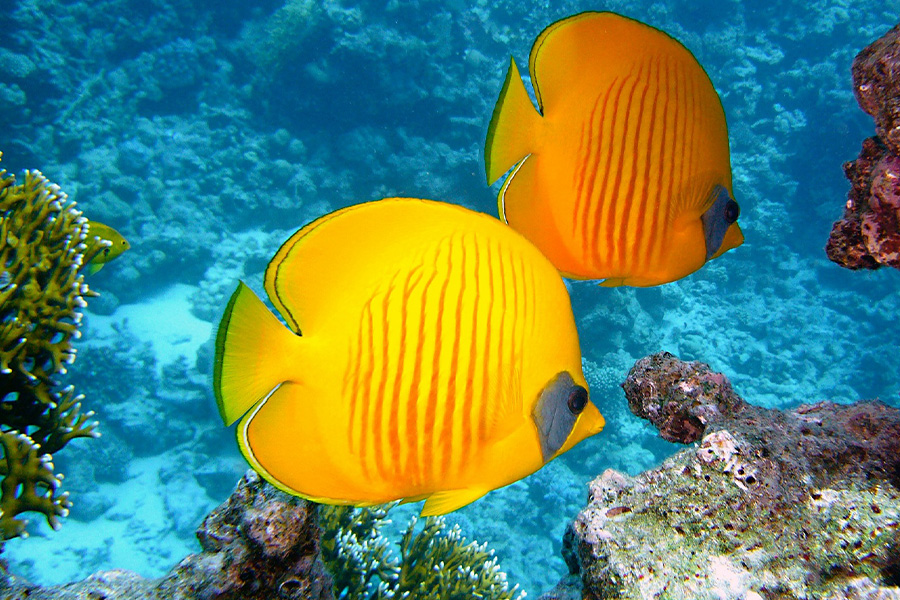 Exotic yellow fish