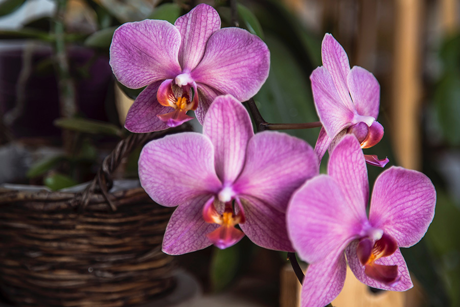 Purple moth orchids in brown wicker basket