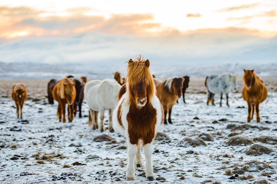Herd of brown and white donkeys