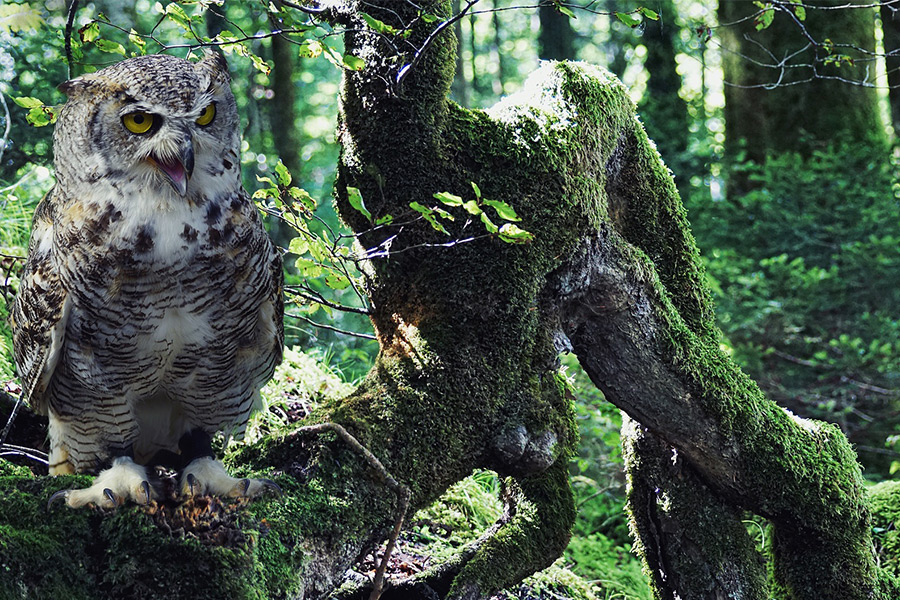 Eurasian eagle-owl