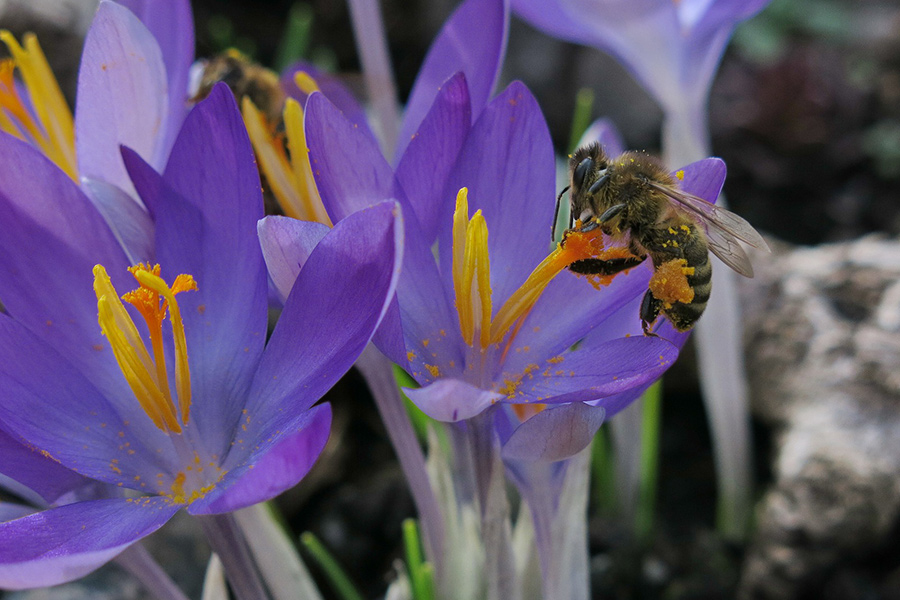 Collecting crocus honeybee