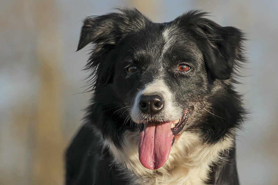 Border collie