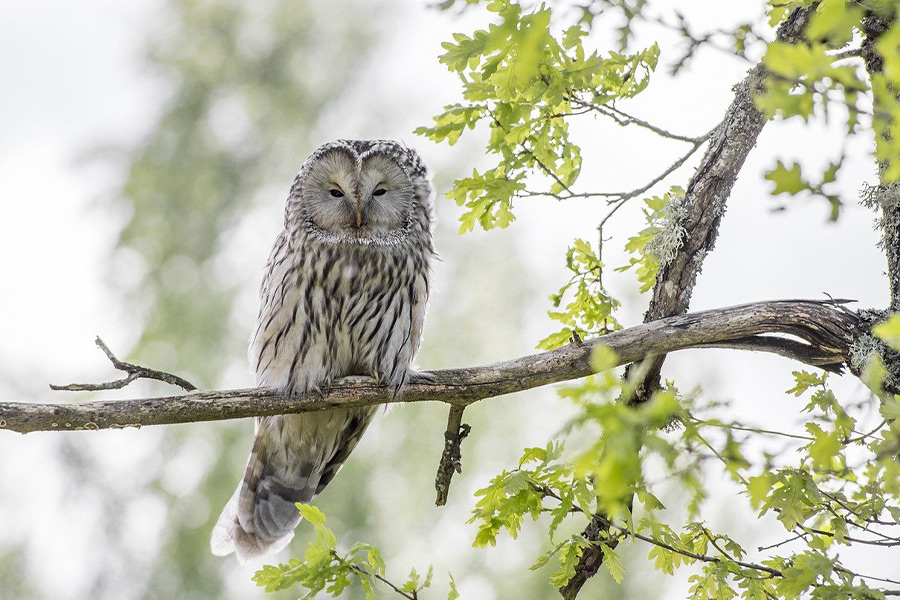 Ural owl