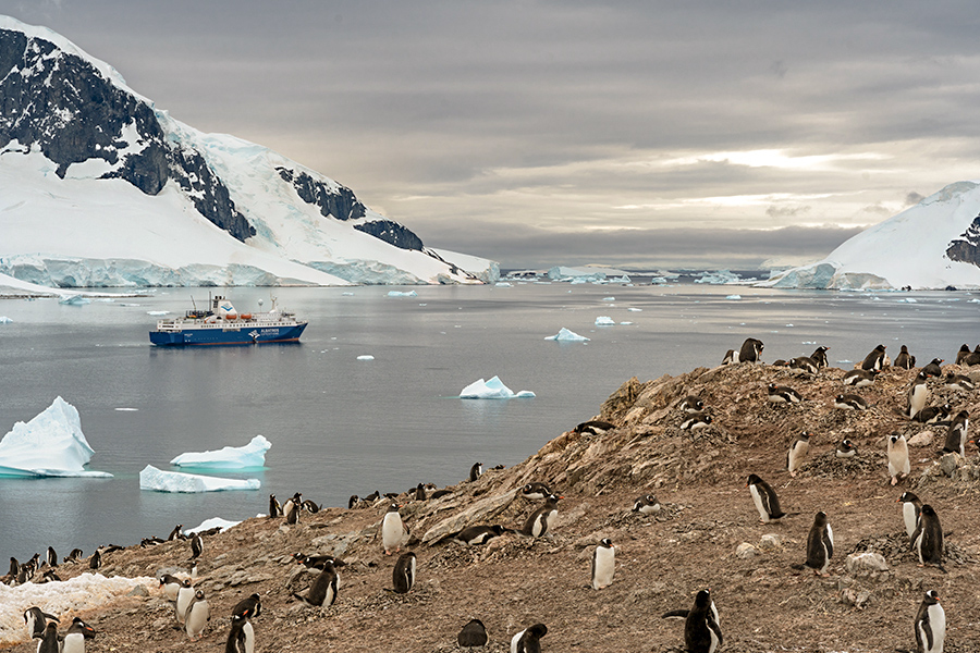 Penguins at Antartica
