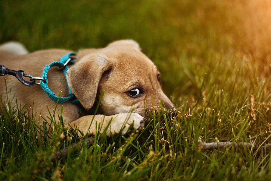 Puppy lying on green grass