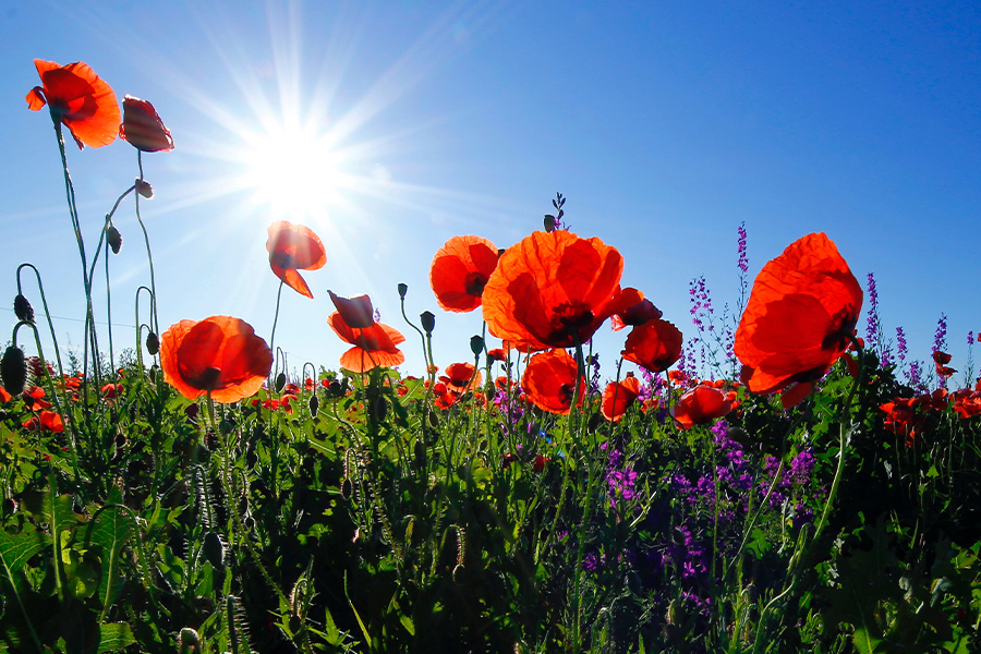 Red poppy flower field