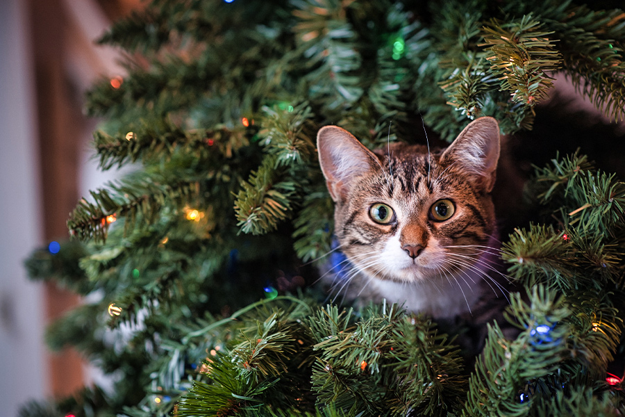 cat in christmas tree
