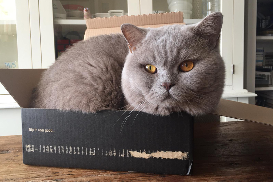 British Shorthair in box