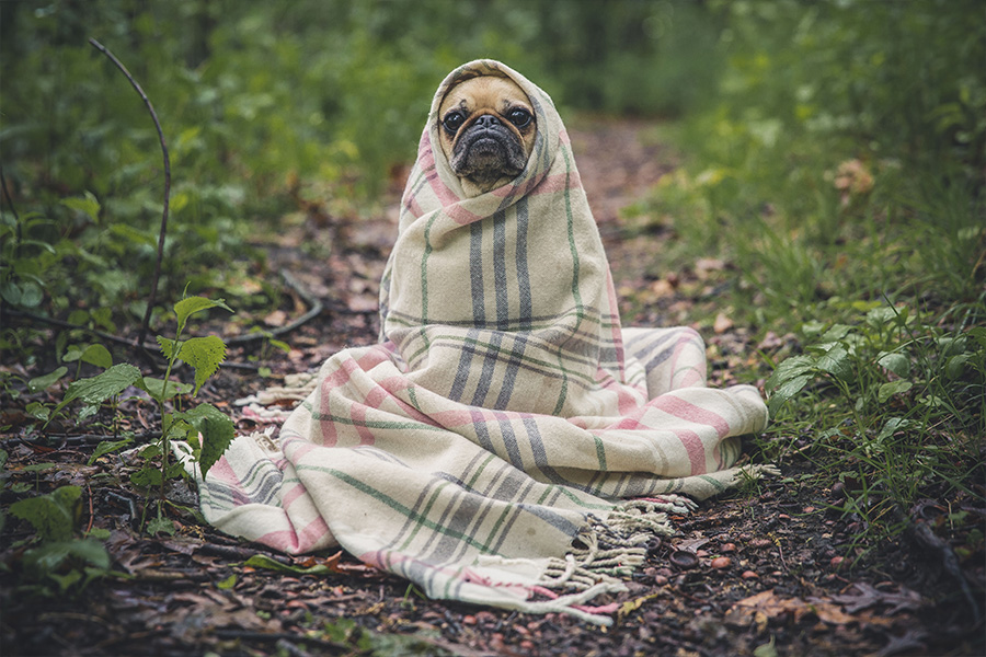 Pug snugged in a blanket