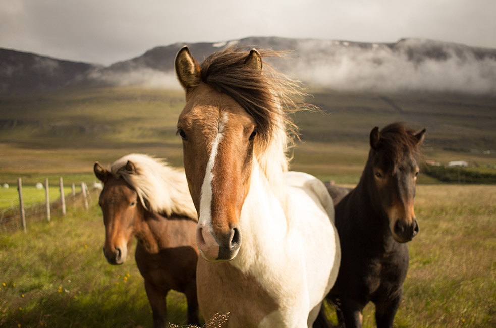 Three graceful horses