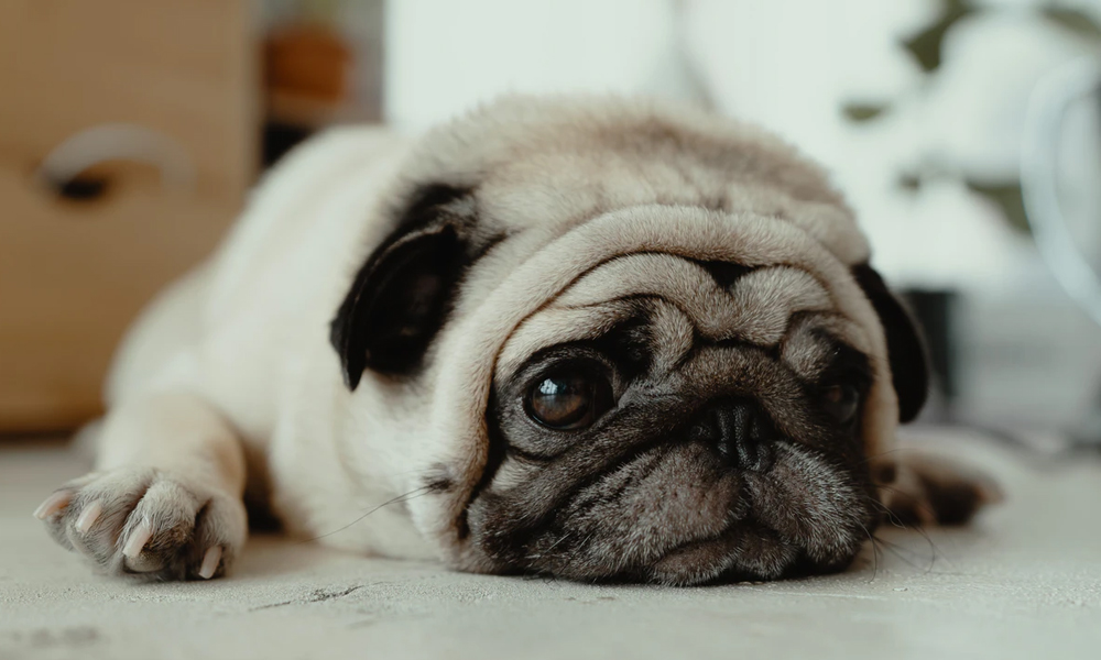 Fawn pug puppy laying on ground