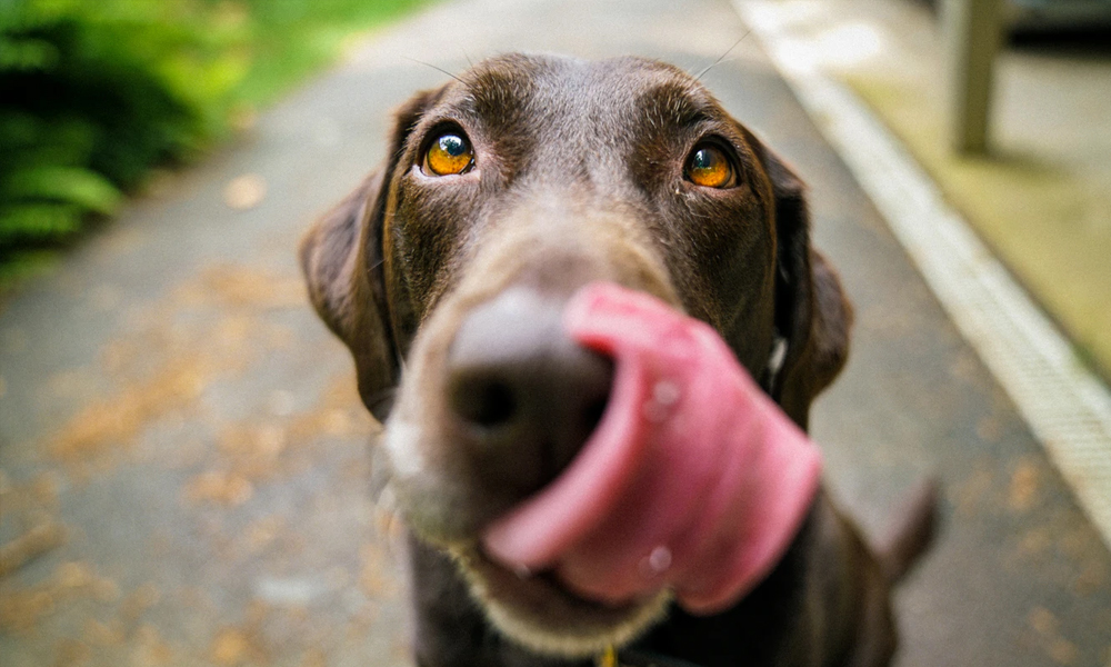 Adult chocolate Labrador retriever