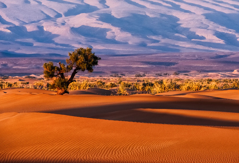Tree in a desert jigsaw