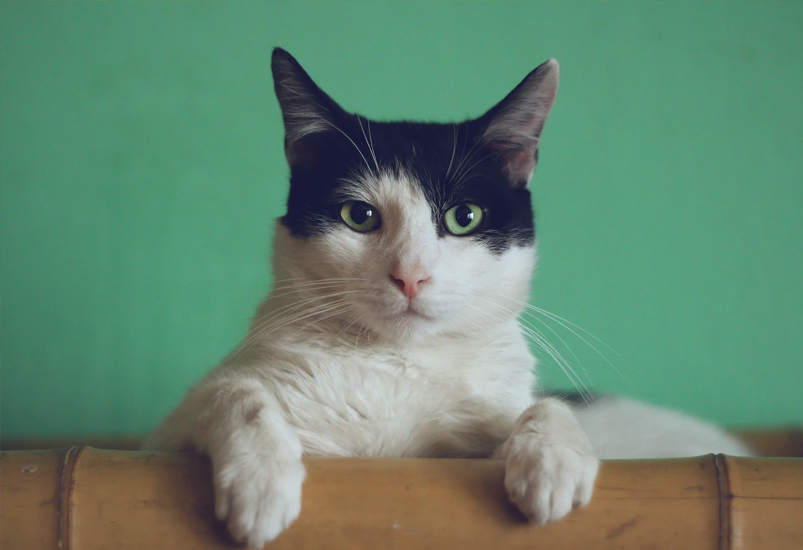 Cat green background