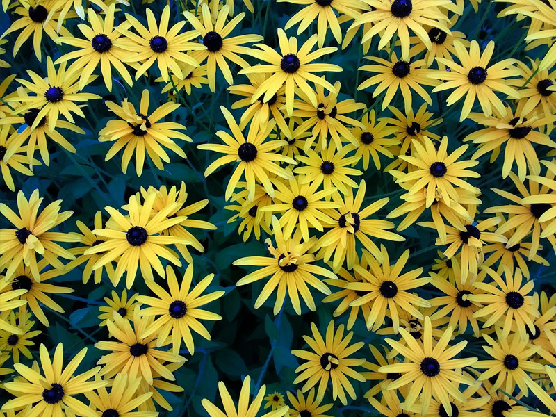 Yellow flowers jigsaw