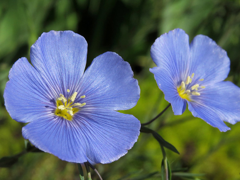 Flax flowers blue
