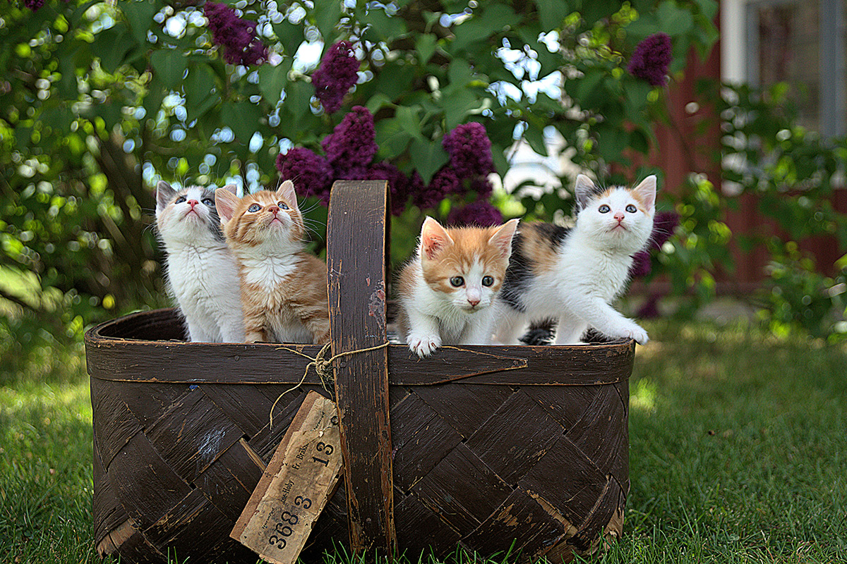 Four Kittens Jigsaw