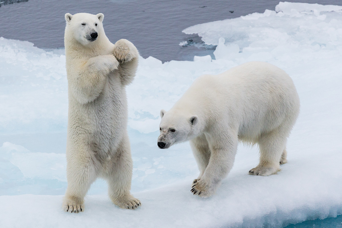 Two polar bears