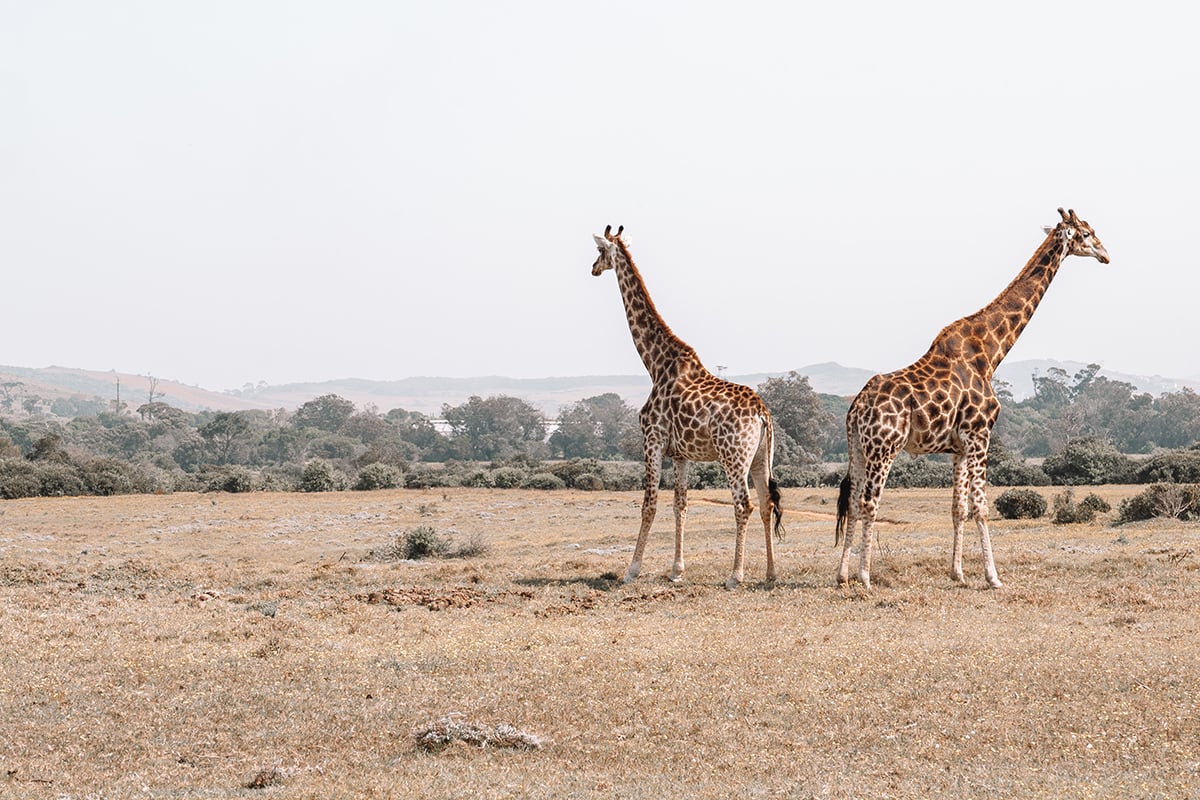 Giraffes Jigsaw Puzzle