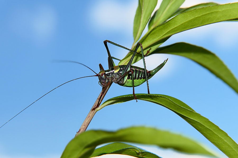 Wart biter bush cricket 2